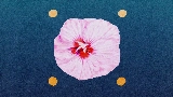 영상 썸네일 chrysalis