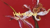 영상 썸네일 Velvet Love