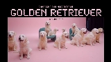 영상 썸네일 golden retriever