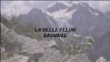 영상 썸네일 La Belle Fleur Sauvage