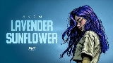 영상 썸네일 Lavender Sunflower