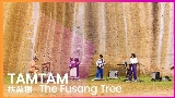 영상 썸네일 扶桑樹 - The Fusang Tree