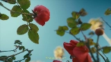 영상 썸네일 Mi Morena